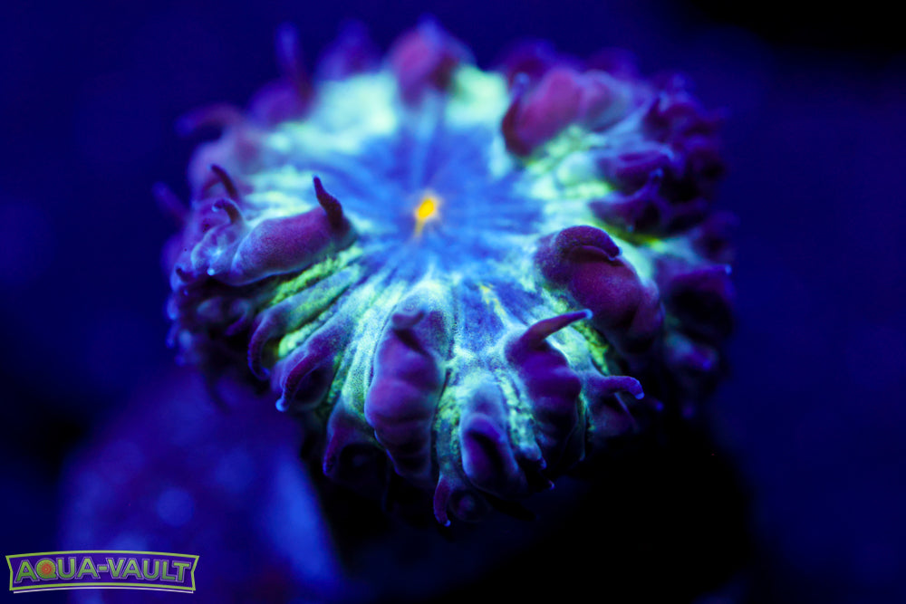 Black Raven Blasto Merletti