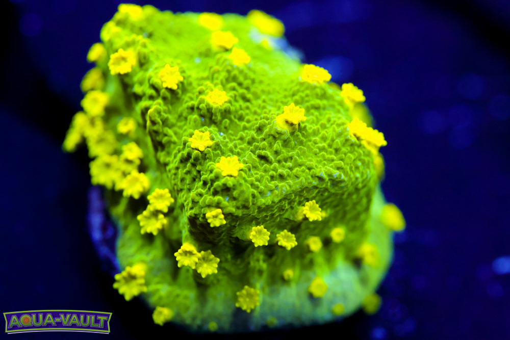 Glow Worm Astreopora