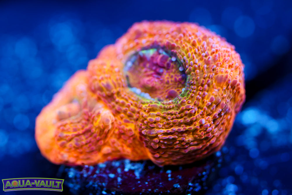 CV Afterburner Bower