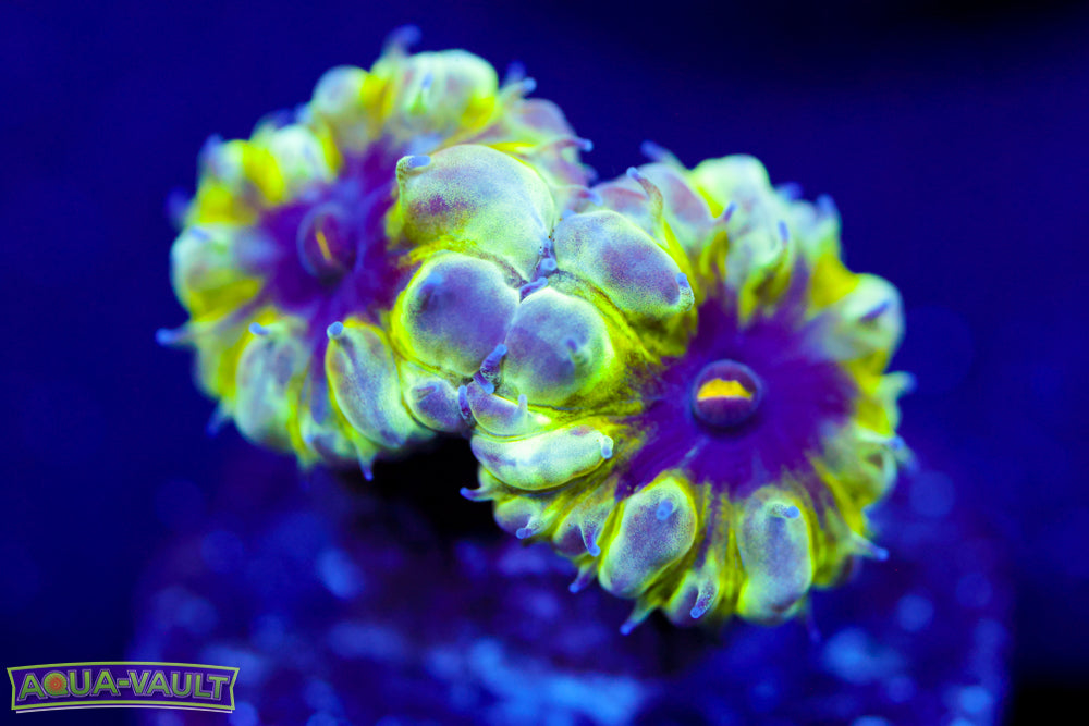 Master PPE Blasto Merletti 2