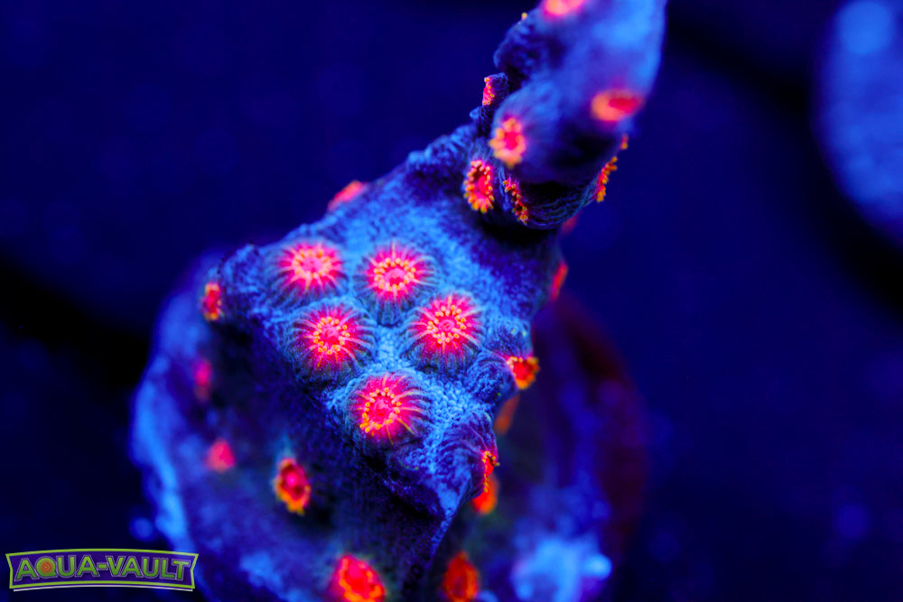 WWC Bizarro Cyphastrea 1