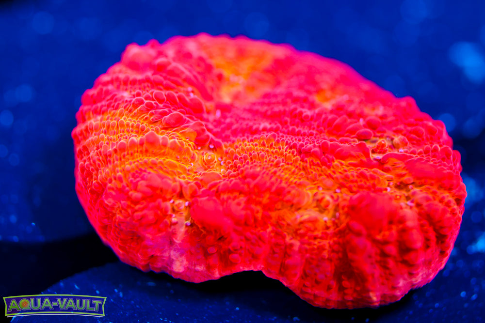 ARC Ludicrous Chalice