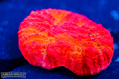 ARC Ludicrous Chalice