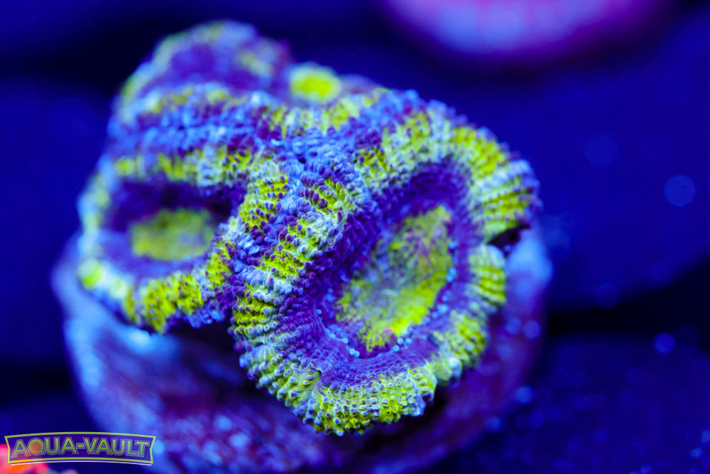 Alien Eye Acan