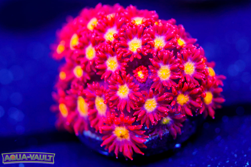 Combustiono Micro Goni