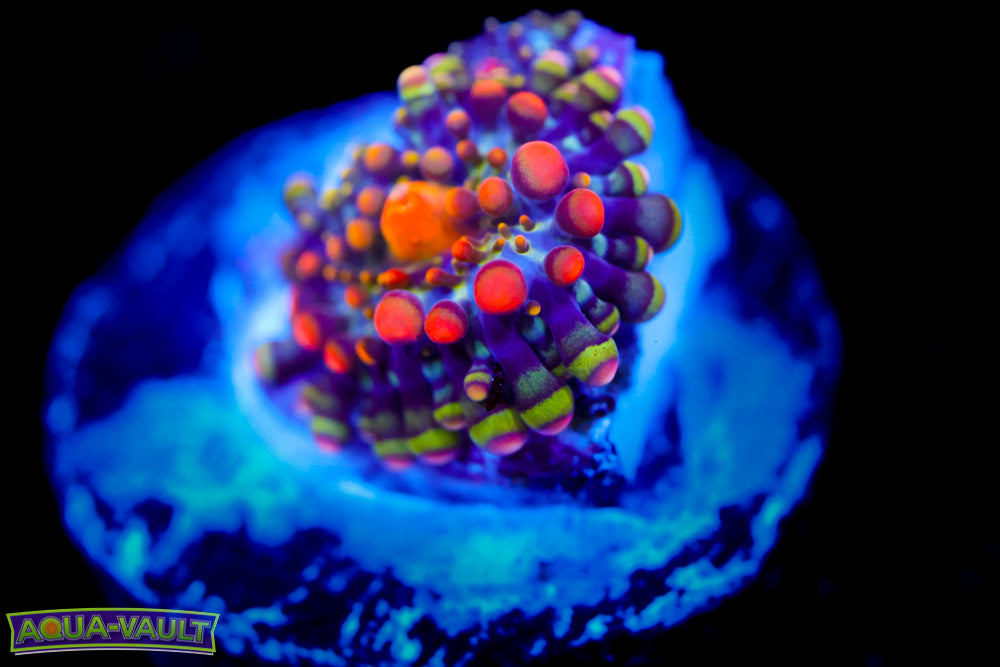 CV Animal Bean Bag Bounce Yuma (baby)