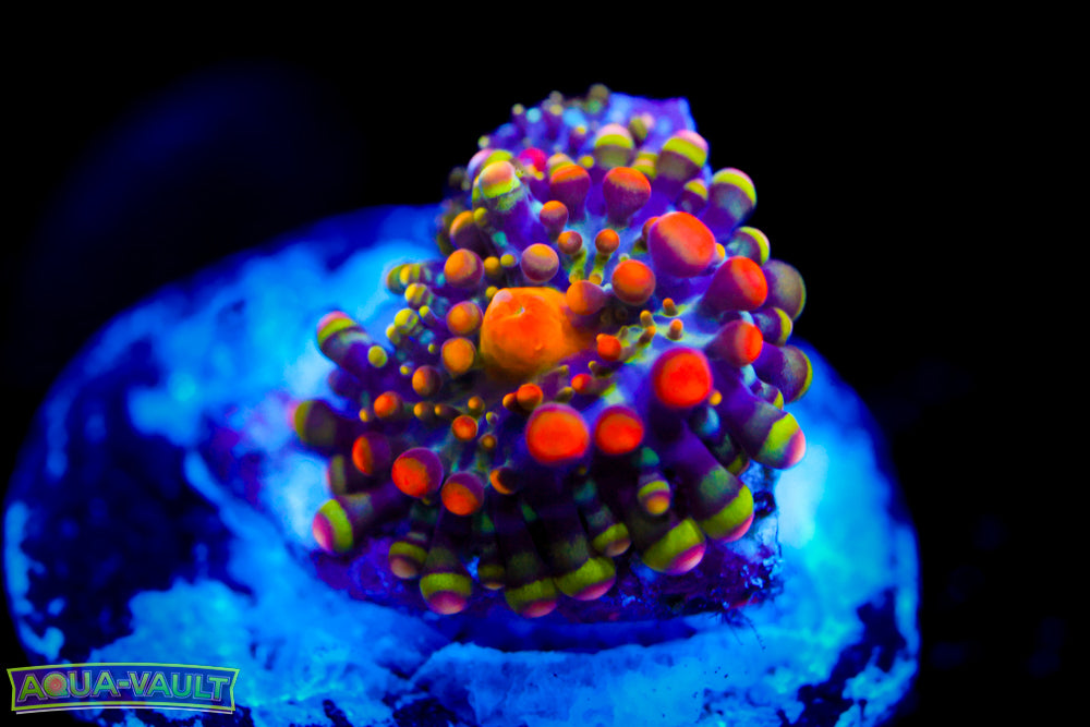 CV Animal Bean Bag Bounce Yuma (baby)