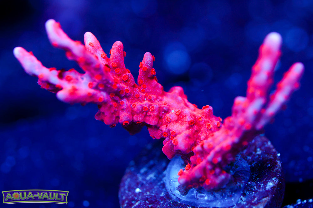 Red Montipora Hirsuta