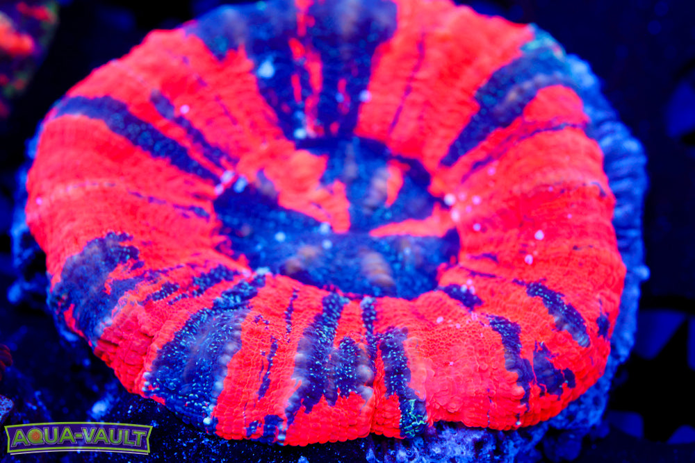 Reverse Warpaint Scoly