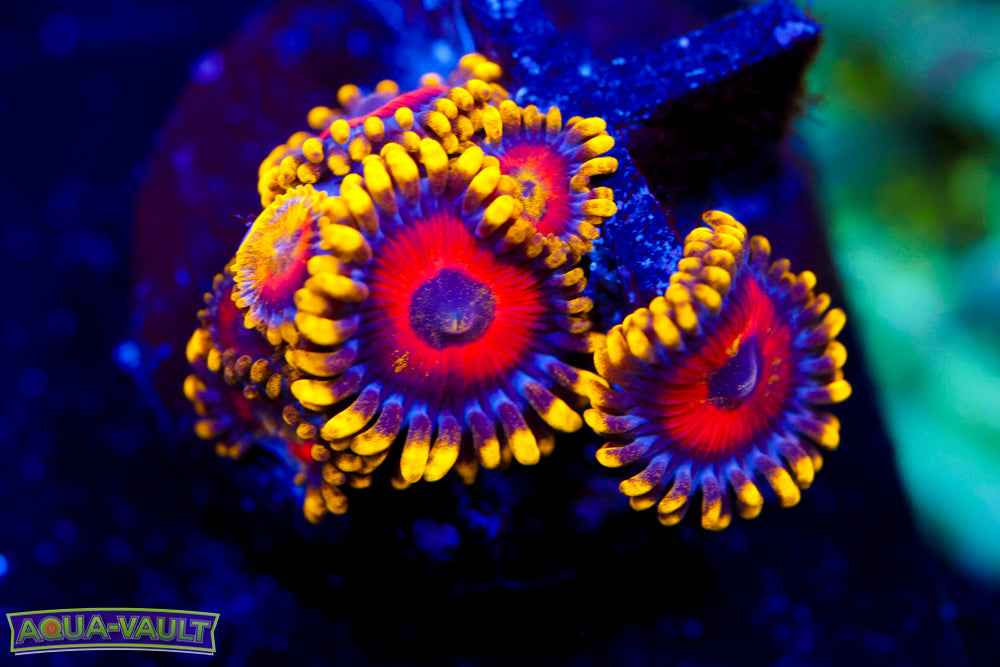 Eagle Eyes Zoa 2