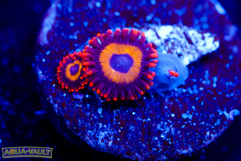 Fruit Loops Zoa