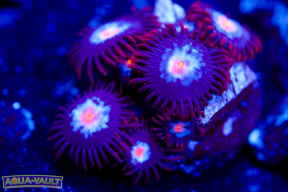 Mystique Zoa 1