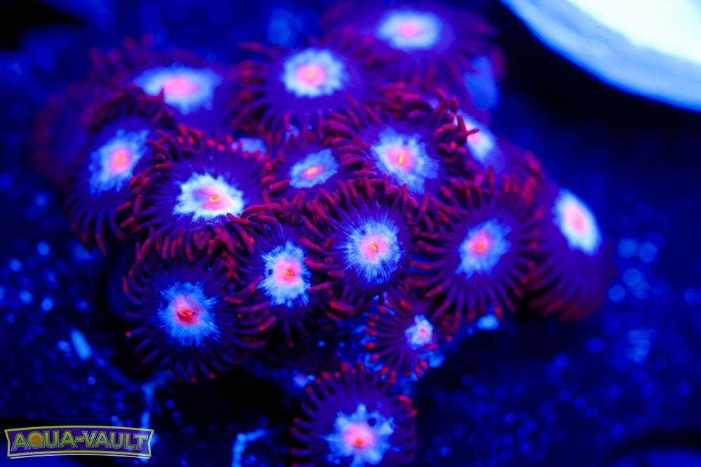Mystique Zoa 2