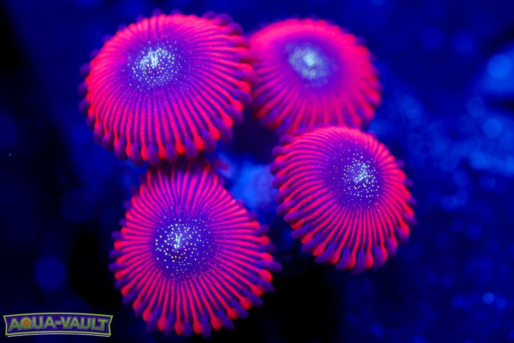 Magician Zoa 1