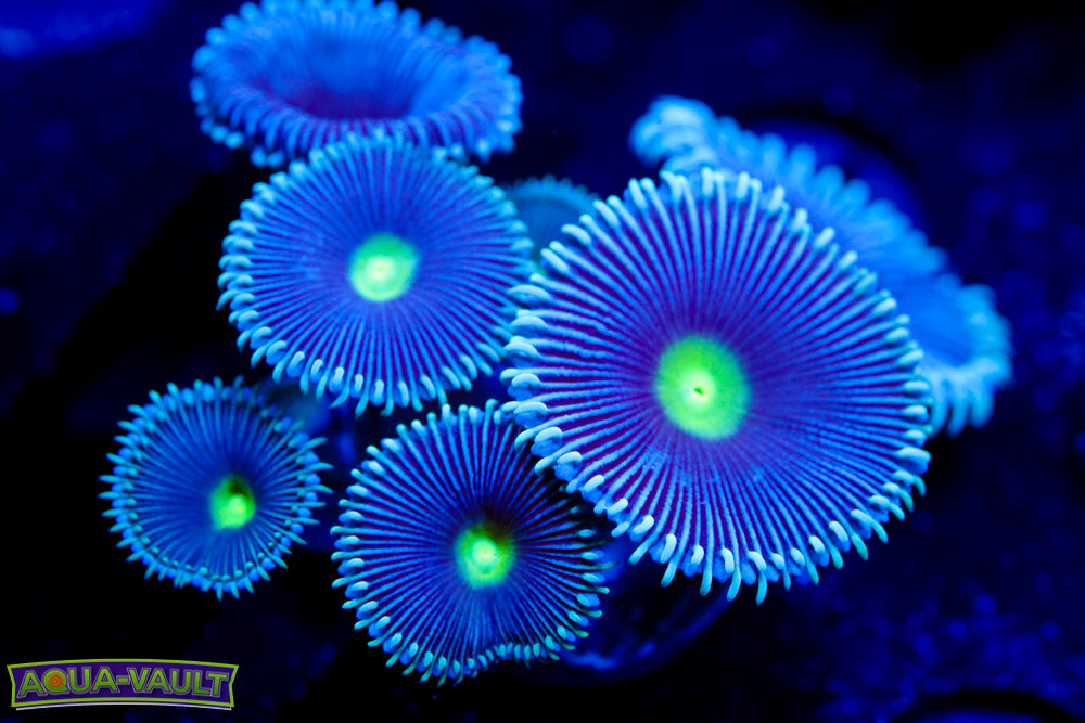 Black Hole Zoa 1