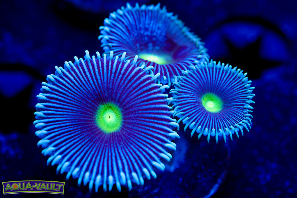 Black Hole Zoa 2