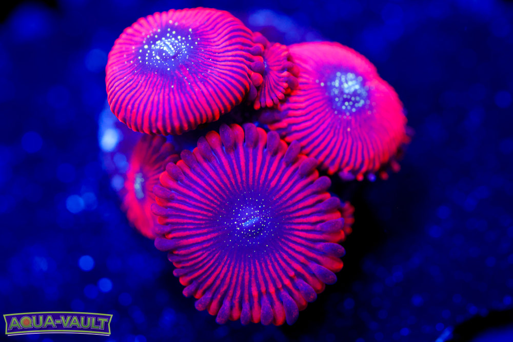 Magician Zoa 2