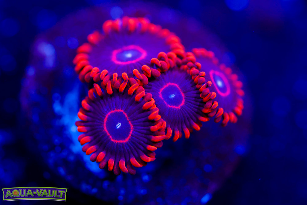 Red Hornet Zoa