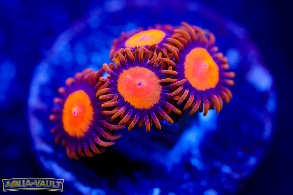 King Midas Zoa