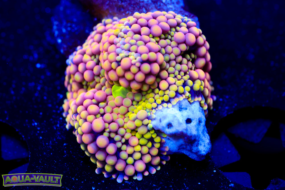 Unripe Peach Florida Ricordea