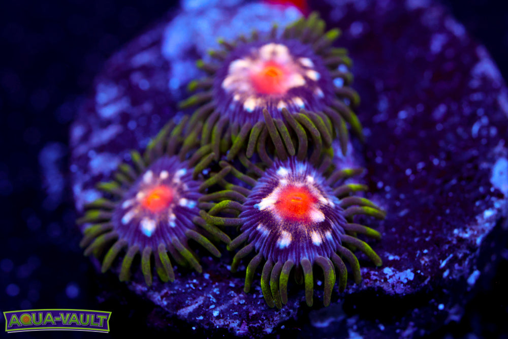 JF Stargazer Zoa