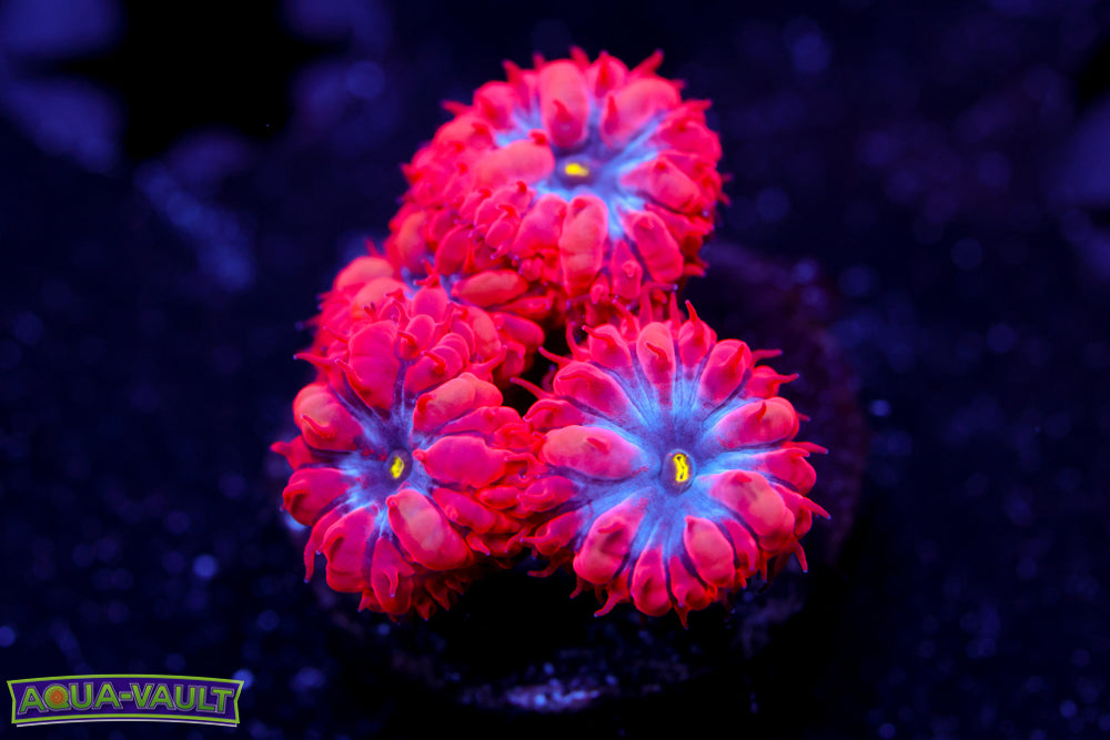 Superman Blasto Merletti