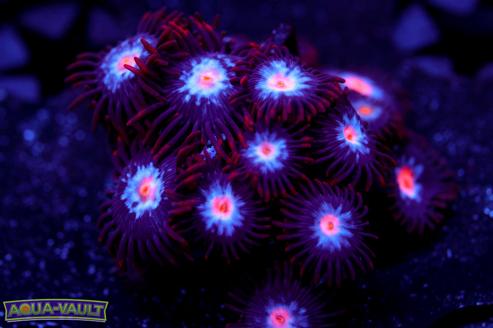Mystique Zoa 3