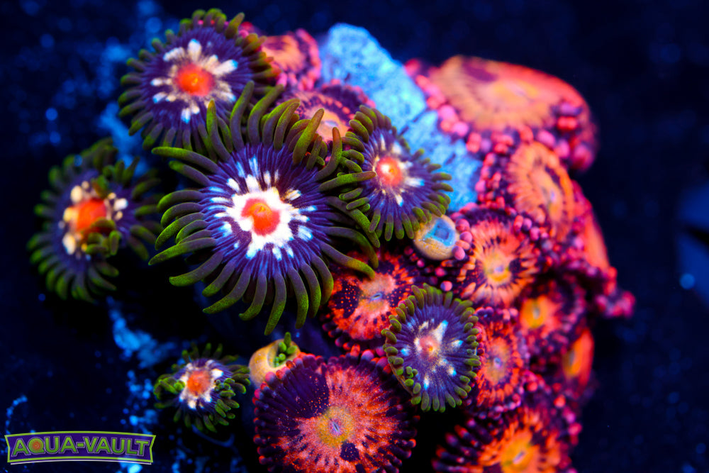 JF Stargazer + JF Crybaby Zoas