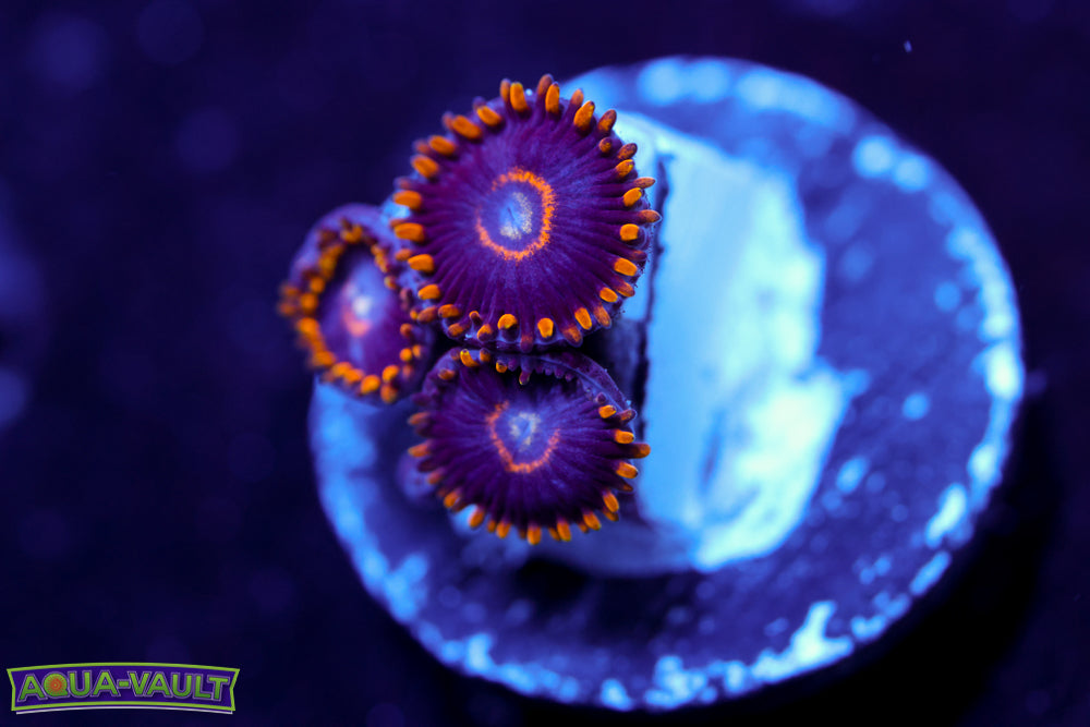 Blue Hornet Zoa