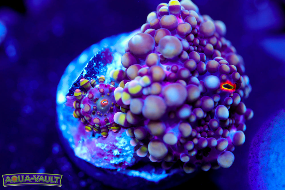 CV Boogie Man Bounce Yuma $$$$