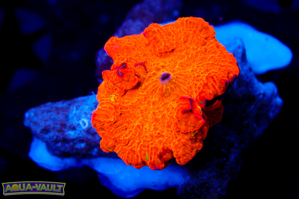 Candy Crush Eclectus