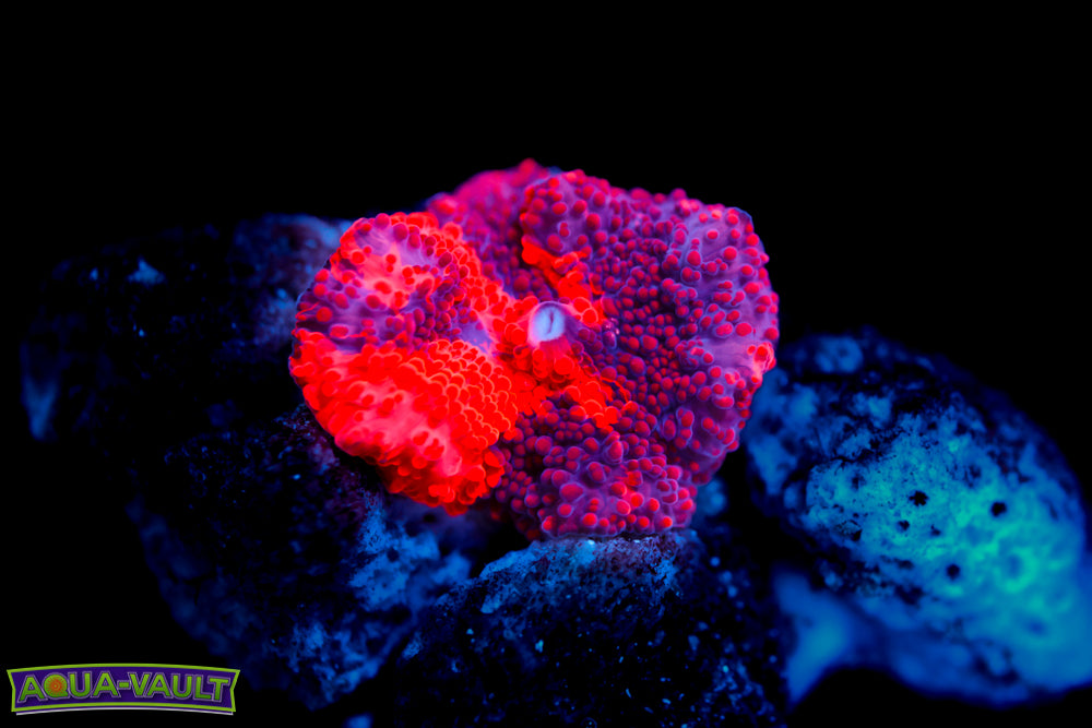 Deadpool Eclectus Mushroom