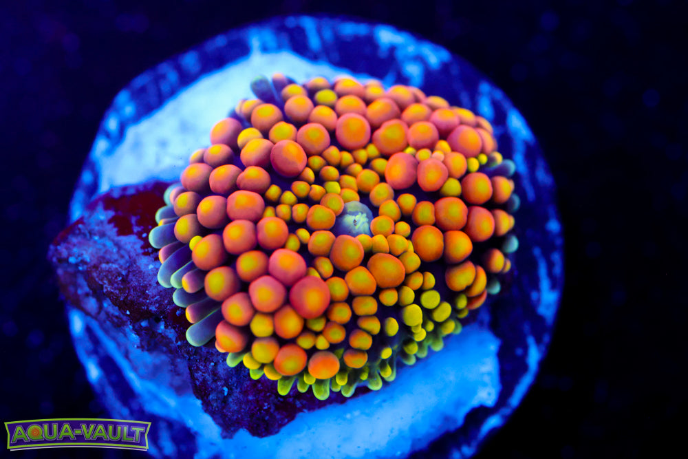 Tequila Sunrise Florida Ricordea