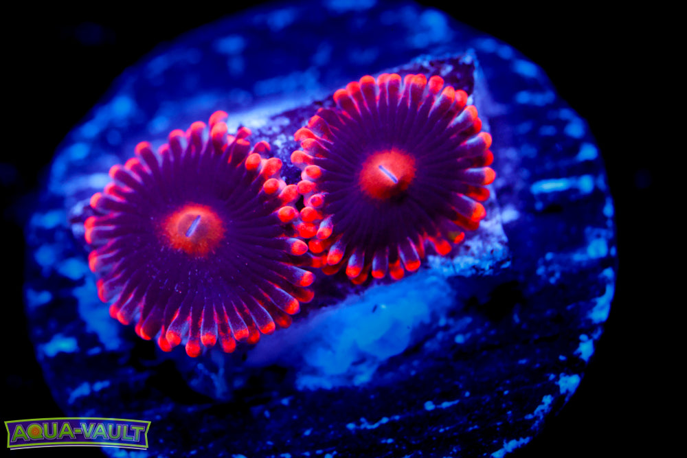 Venom X Zoa (Collector RARE)