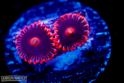 Venom X Zoa (Collector RARE)