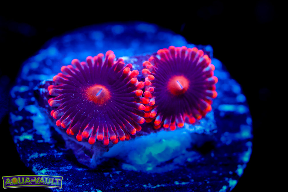 Venom X Zoa (Collector RARE)