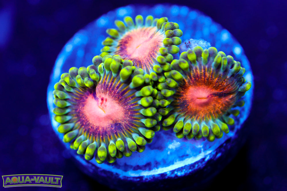 Sneaky Pink Zoa