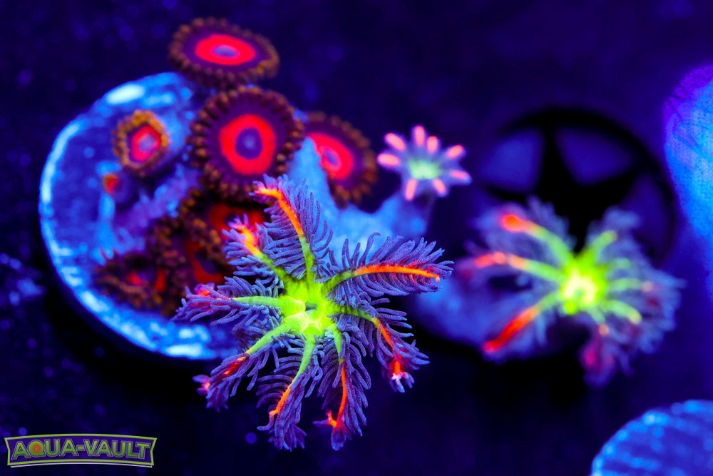 Red Hornet + Fireworks Clove Polyps