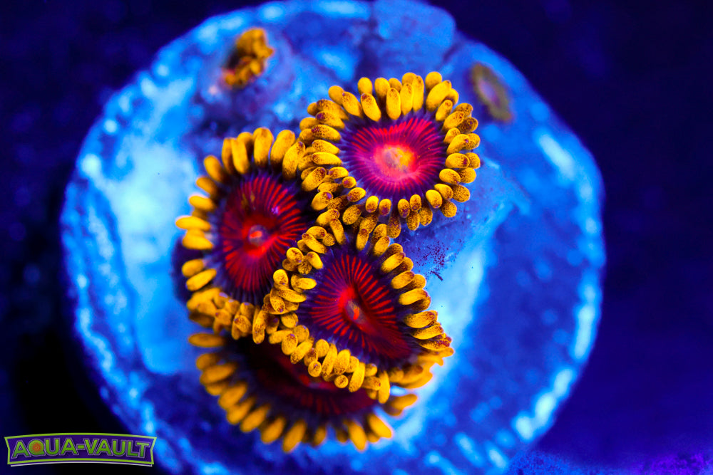 CC Super Saiyan Zoa