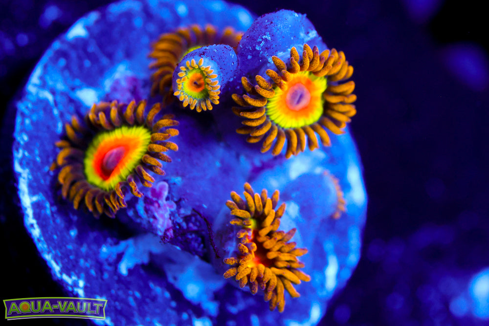 Rasta Zoa