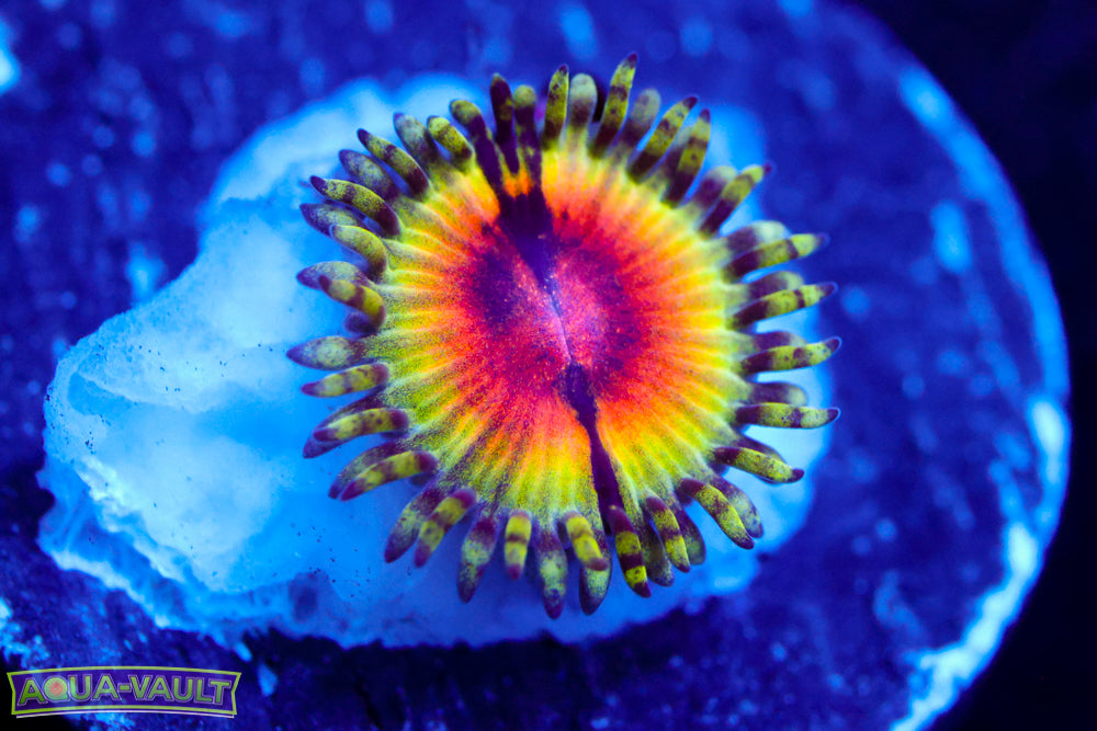 JF Bloodshot Zoa $$$