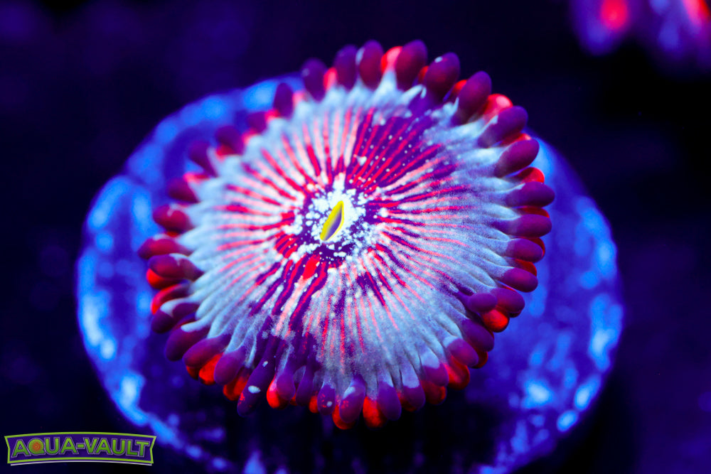 White Zombie Zoa 1