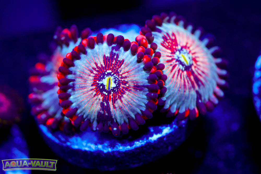 White Zombie Zoa 2
