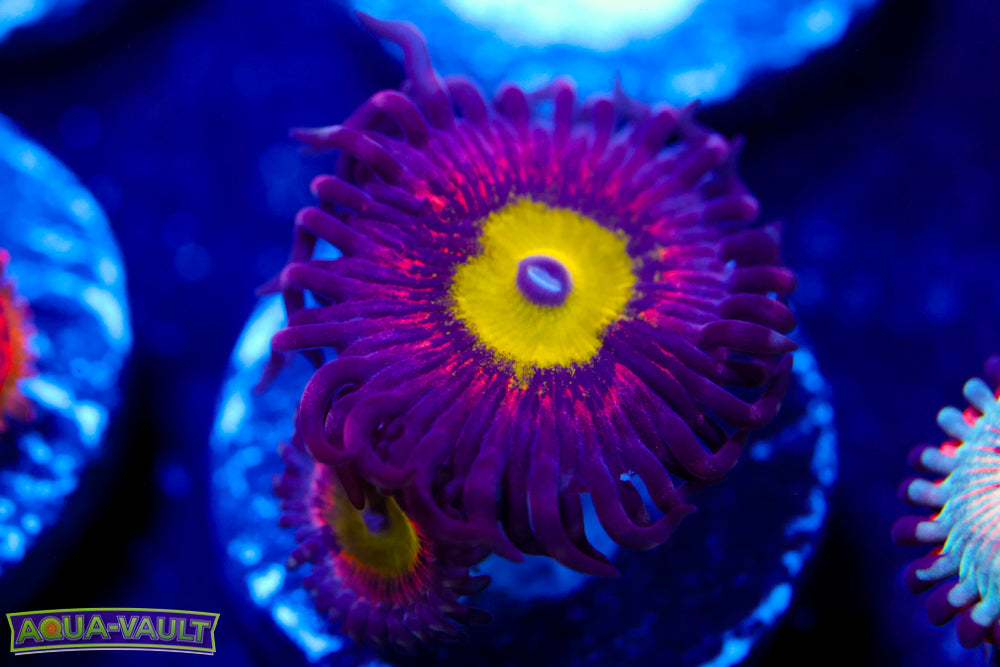 Pink Hippo Zoa