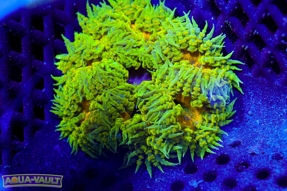 Ultra XL Rock Flower