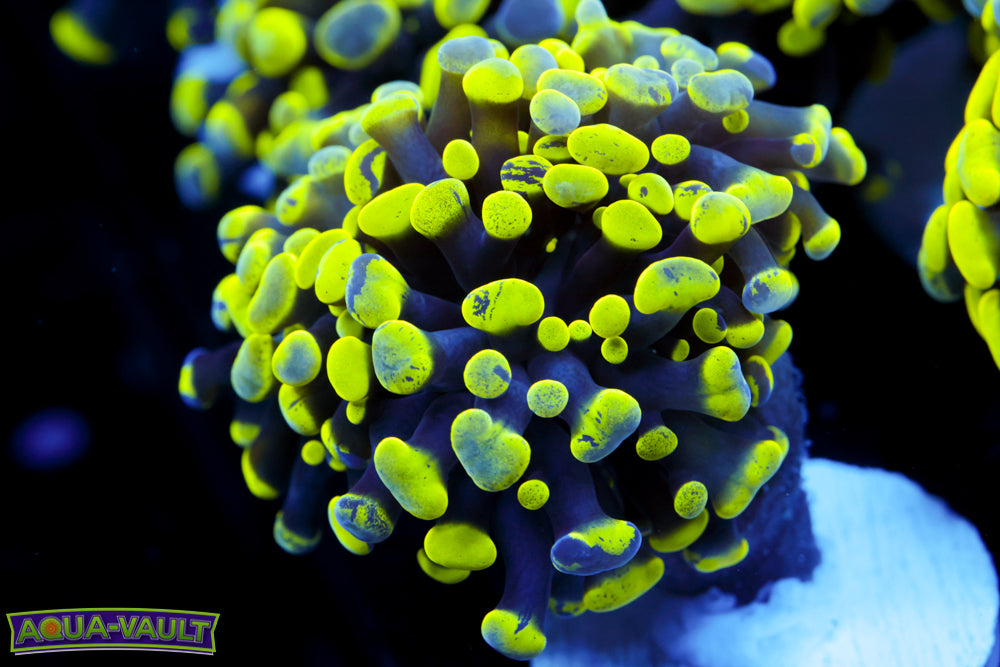 Branching Splatter Hammer