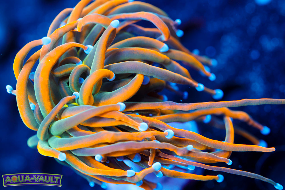 CV Dragon Tammer Torch