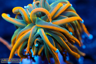 CV Dragon Tammer Torch