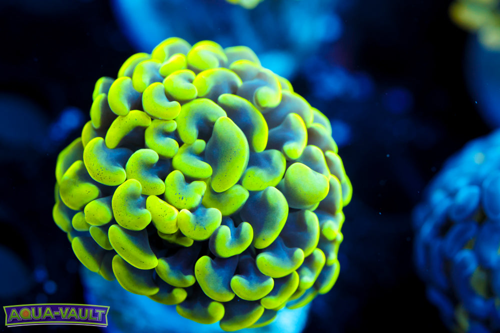 Green Branching Hammer