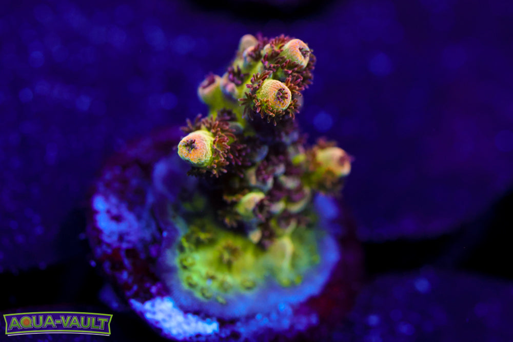 TSA Princess Peach Acro